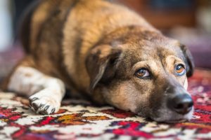 Dog on oriental rug