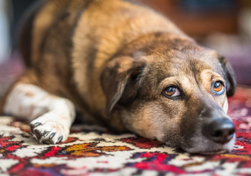 Dog on oriental rug